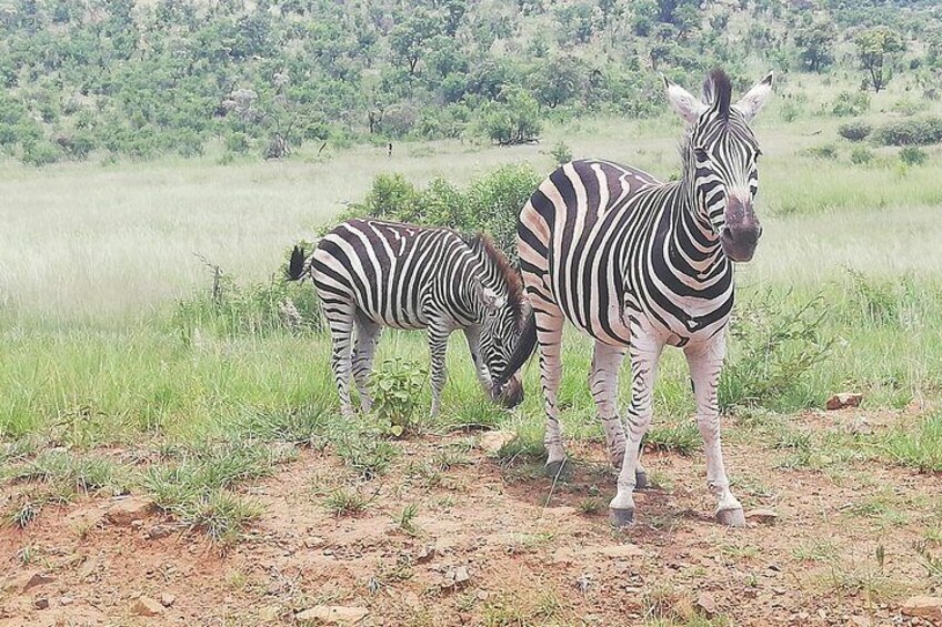 Full-Day Pilanesberg National Park Safari from Johannesburg and Pretoria