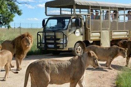 Pilanesberg Nature Reserve & Lion & Rhino Park Private