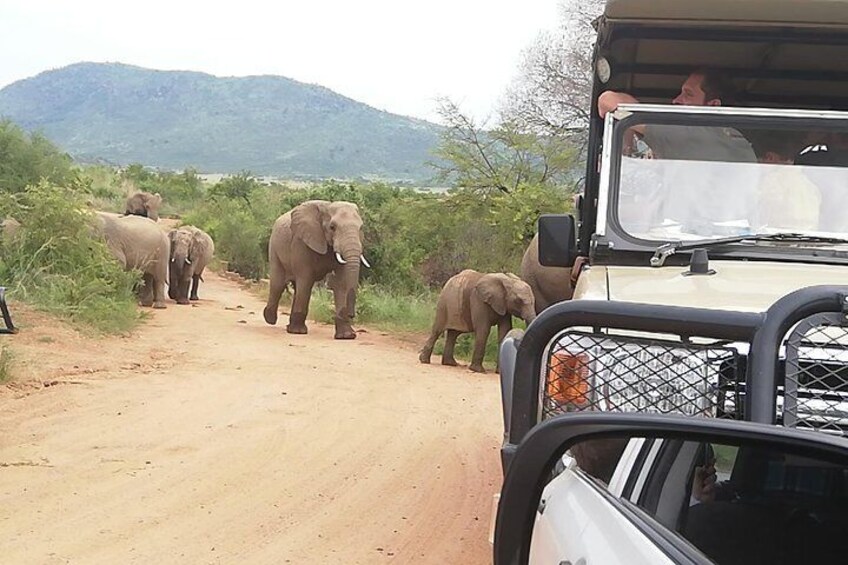 Luxury Pilanesberg Safari 3 days Sherpard Lodge