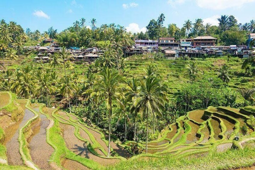 Tegalalang Rice Terrace