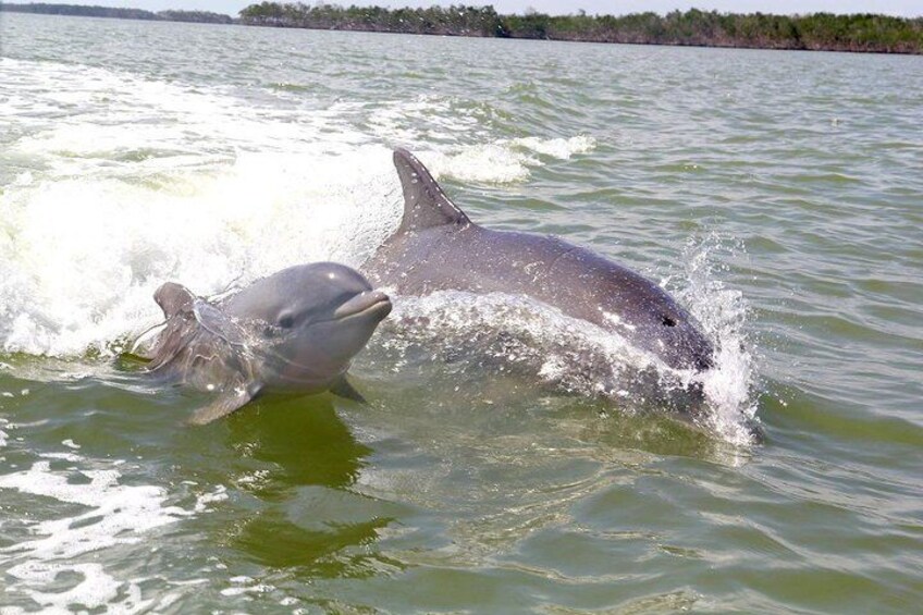 Private or Small Group Motorboat Eco Tour of the Everglades