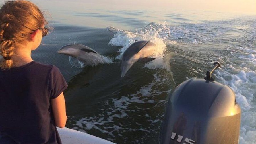 Small Group Motorboat Eco Tour of the Everglades