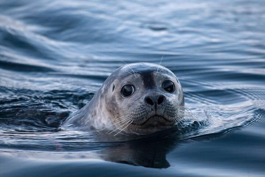 One of our many seal friends