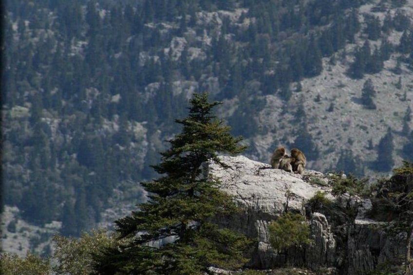 3 days trekking from chefechaouen