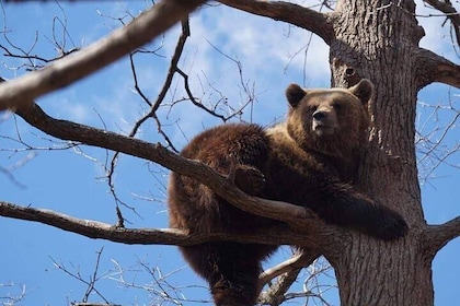 Old villages in the Carpathian Mountains & Libearty Brown Bears Sanctuary