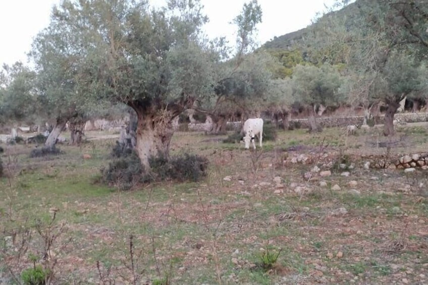 Afternoon Excursion in Valldemossa