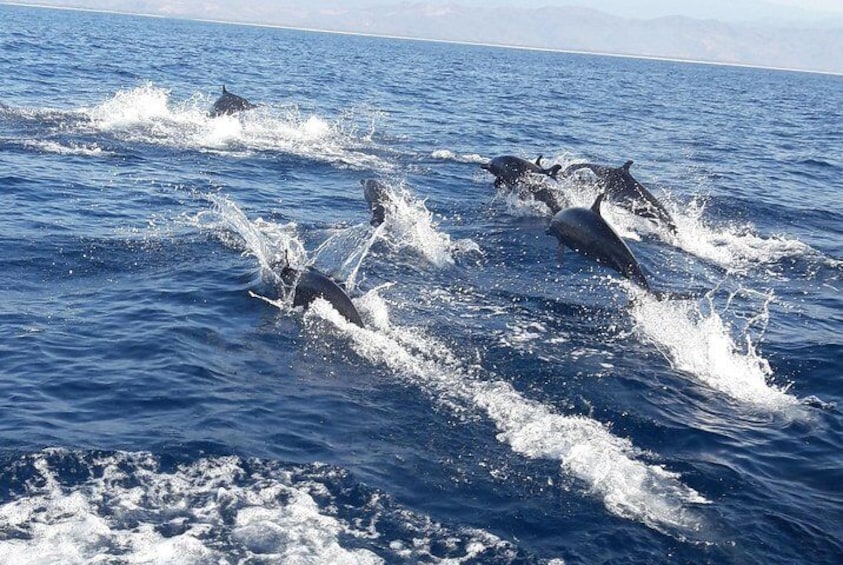 Dolphin & Turtles Watching 