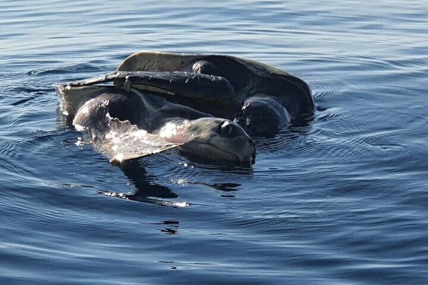 Dolphin & Turtle Watching