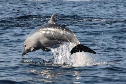 Dolphin & Whale Watching