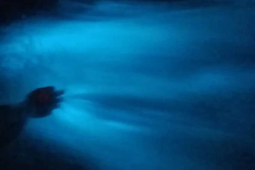 Bioluminicense Plancton Tour