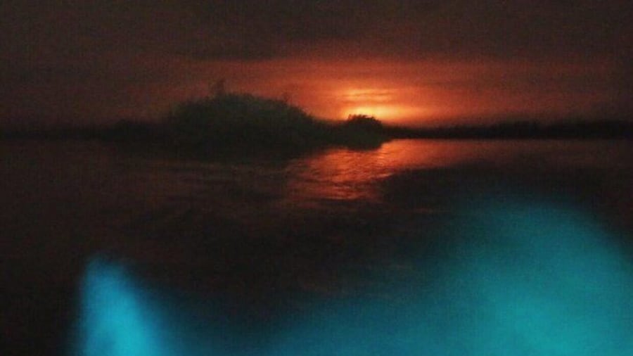 Bioluminescent Night Tour