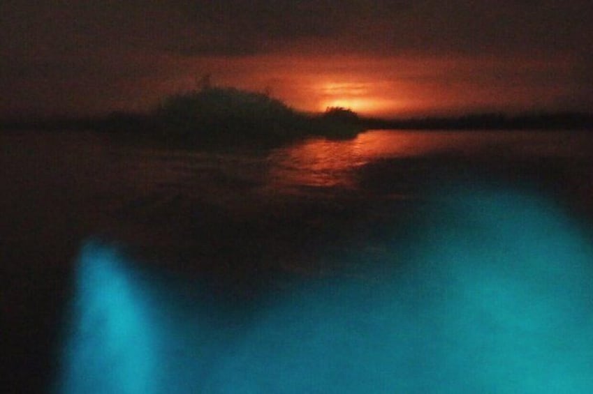 Bioluminescent Night Chacahua