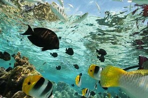 Snorkelling