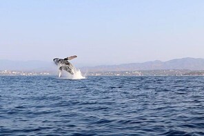 Whale Watching