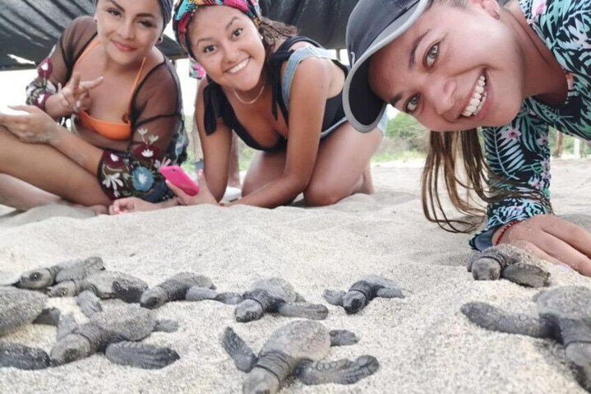 Baby Turtle Release