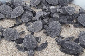 Liberacion De Tortuguitas Bebes