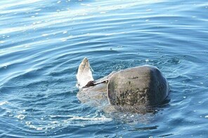 Avistamiento En Delfines, Tortugas Y Ballenas