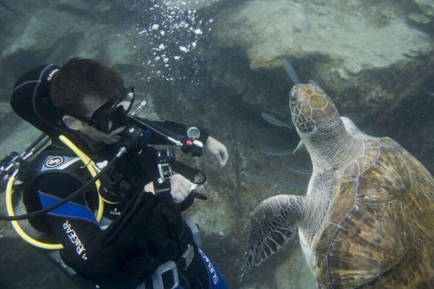Discover Scuba Diving