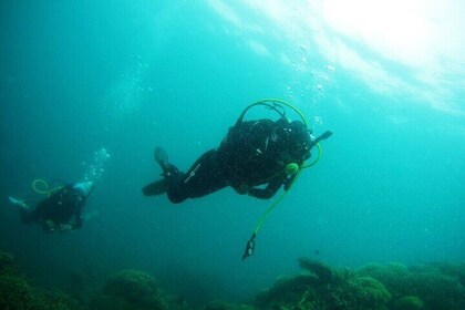 Diving Trip to Tiran Island 