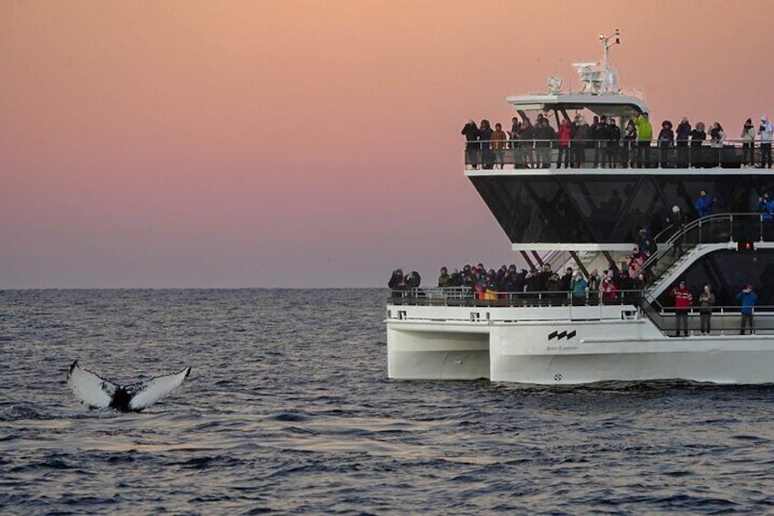 Silent Whale Watching