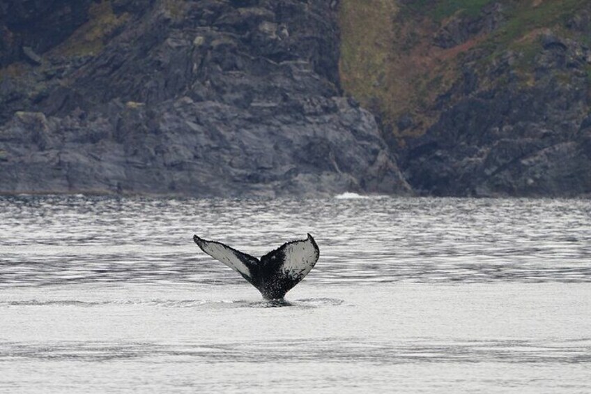 Silent Whale Watching