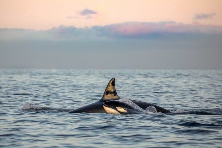 Silent Whale Watching