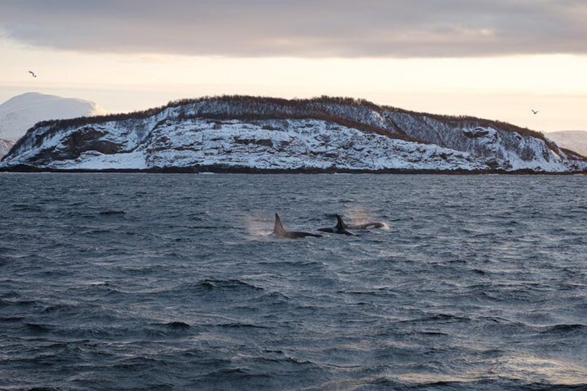 Silent Whale Watching