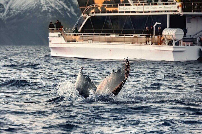 Silent Whale Watching on Hybrid-Electric boat with Scenic bustrip