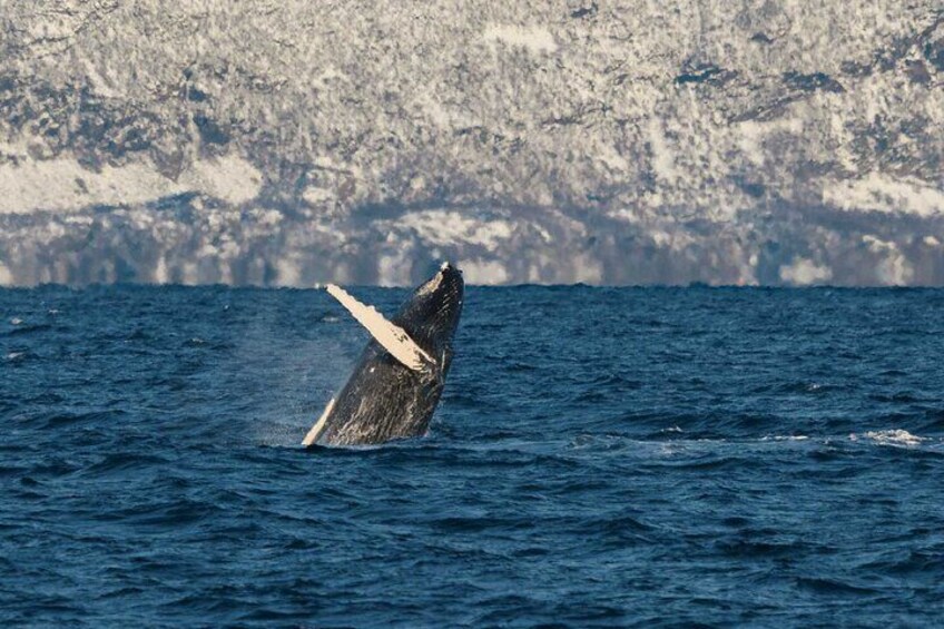 Silent Whale Watching on Hybrid-Electric boat with Scenic bustrip