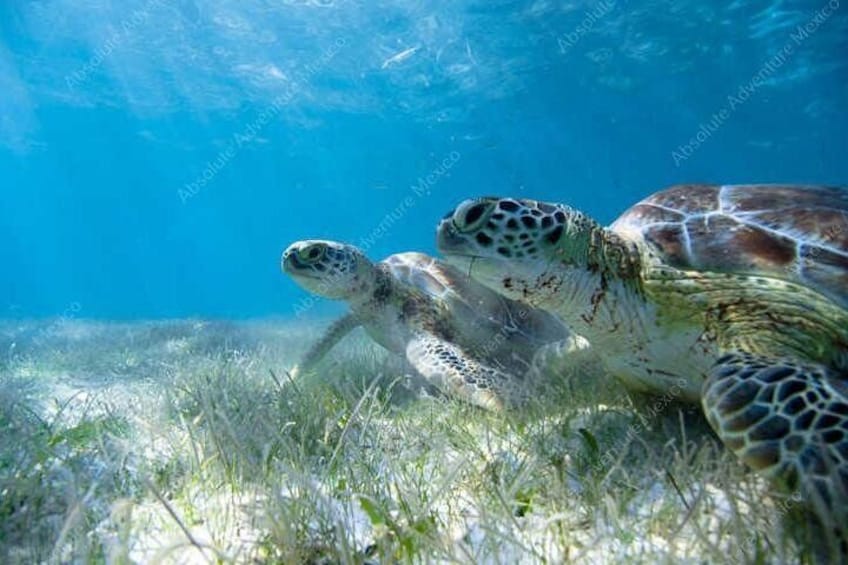 Swim with turtles