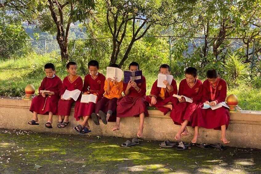 Young Buddhist monk studying