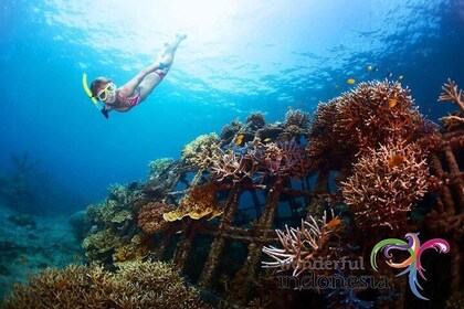 Have fun 1 day in Nusa Penida: snorkelling, kelingking & broken beach incl ...