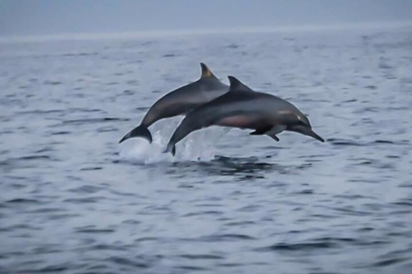 Nature Bali Dolphin Tour Package Combination With Bedugul Trip