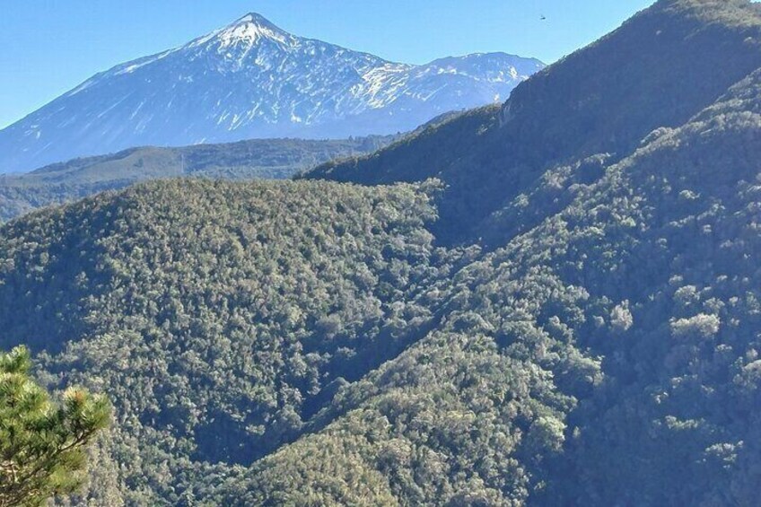 Monte del Agua subtropical forest with Teide and Pico Viejo Volcanoes view