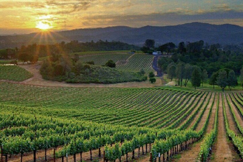 Best Wines of Crete - Half-Day Tasting Tour