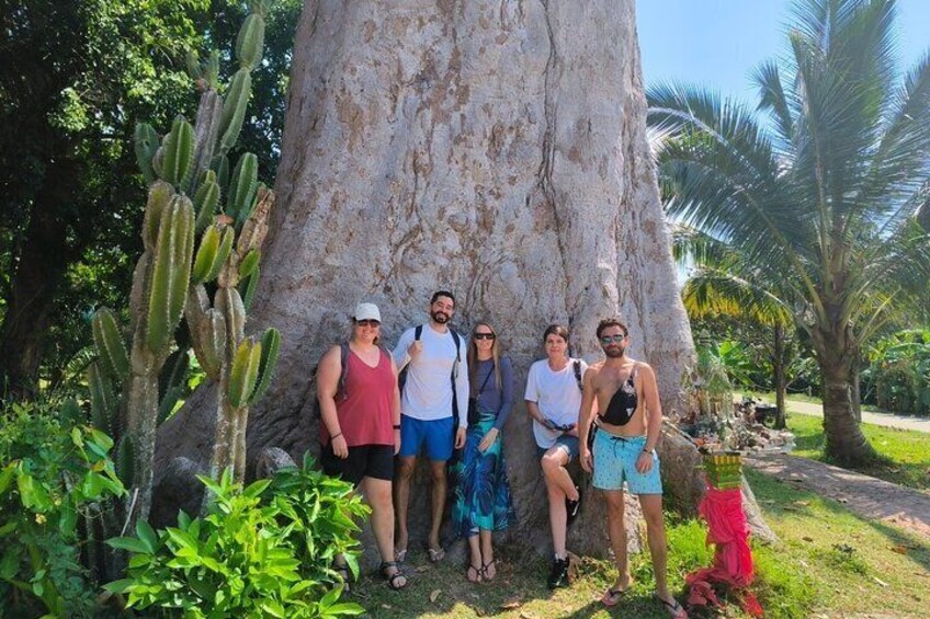 Big tree !