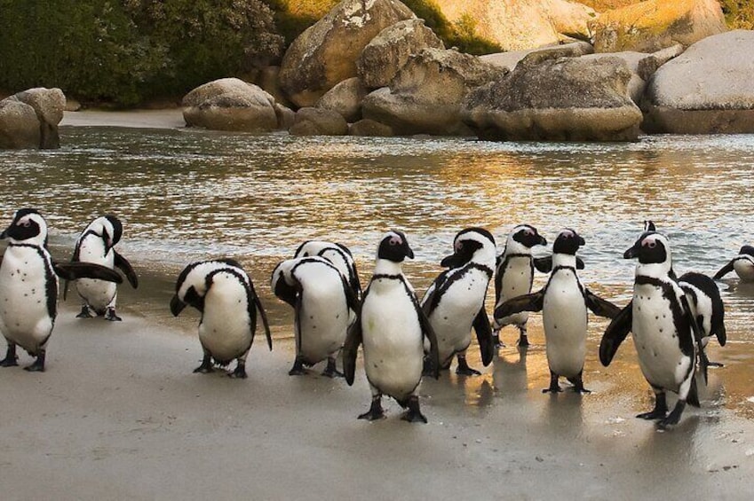 African penguins Cape Town