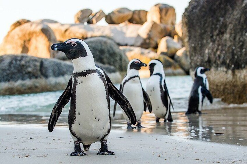 Boulders Beach Penguins