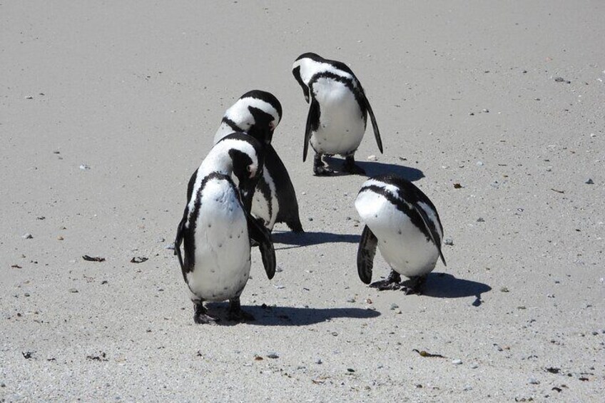 Boulders Beach Penguins Colony