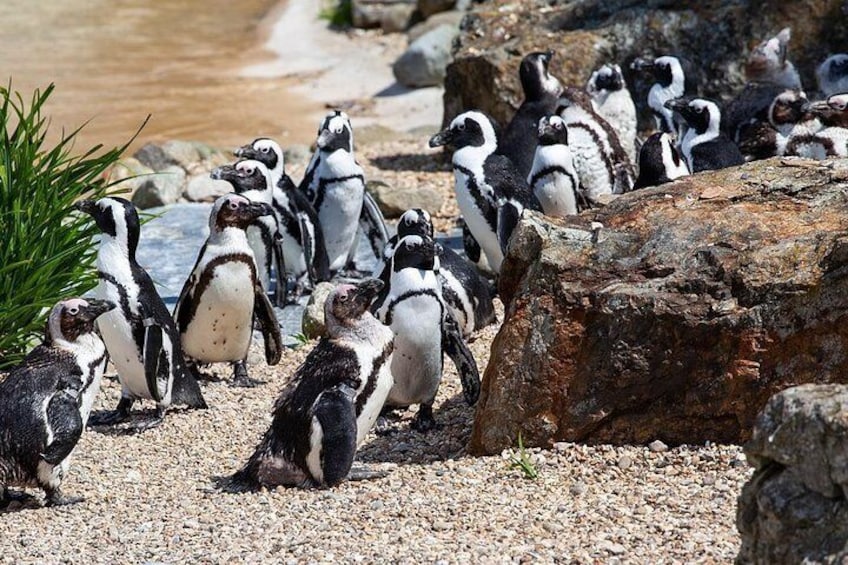 Cape Agulhas Full Day Private Tour from Cape Town