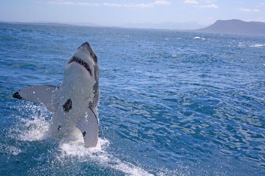 Cape Town: Shark Cage Diving & Penguins Tour to Gansbaai with private transfers