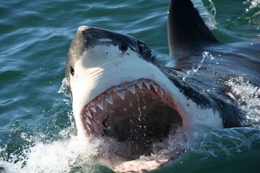 Shark Cage Diving Private Tour from Cape Town