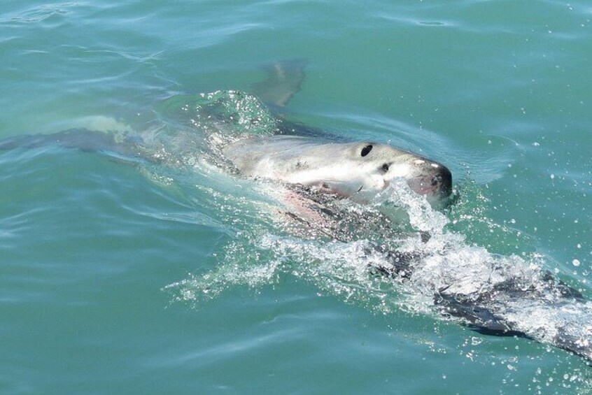 Shark Cage Diving