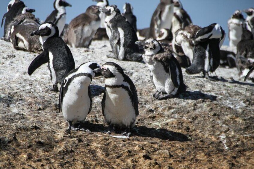 Cape Town: Shark Cage Diving & Penguins Tour to Gansbaai with private transfers