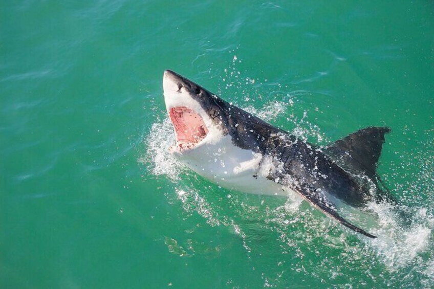 From Cape Town: Shark Cage Diving Tour to Gansbaai with private transfers
