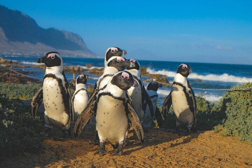 Cape Town: Shark Cage Diving & Penguins Tour to Gansbaai with private transfers