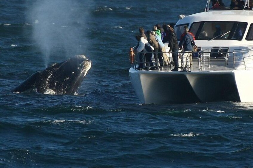 Boat-based whale watching