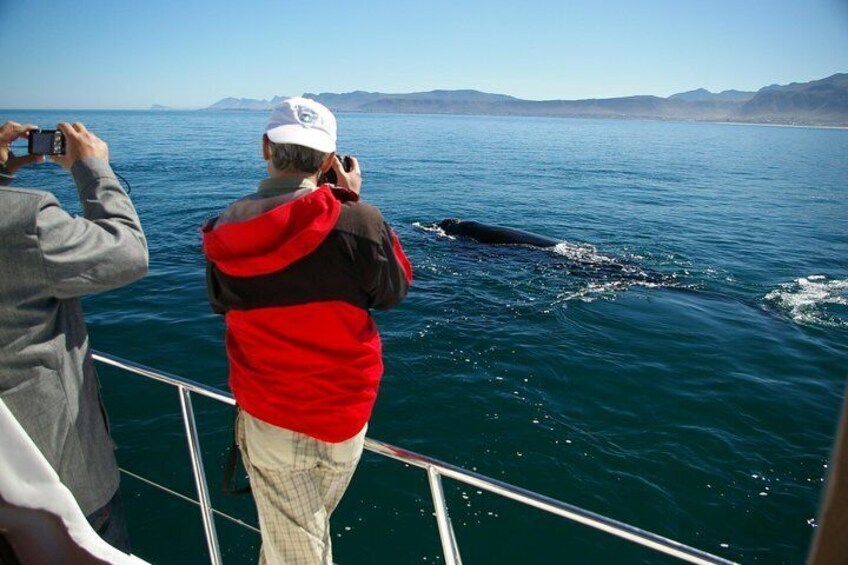 Hermanus Whale Watching Shared Boat Trip and Private Wine Tour from Cape Town