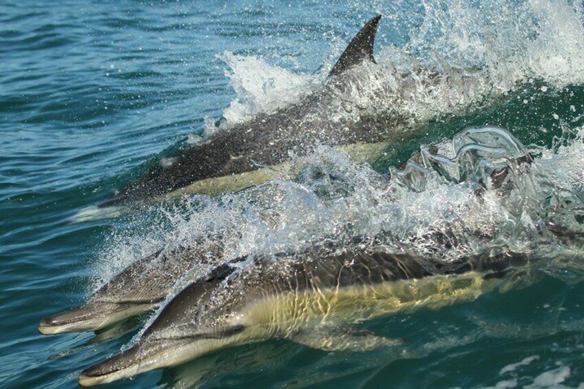 Hermanus Whale Watching Shared Boat Trip and Private Wine Tour from Cape Town