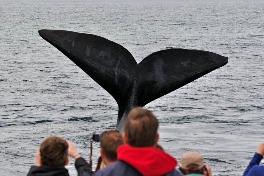 Hermanus Whale Watching Shared Boat Trip and Private Wine Tour from Cape Town